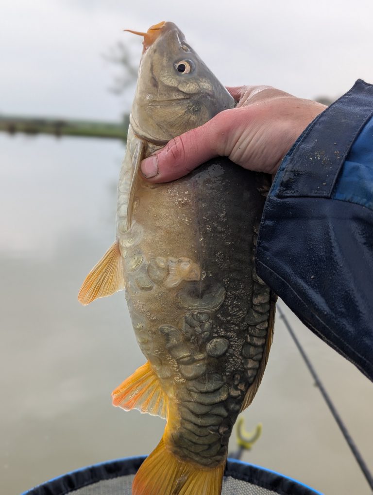 Trip #135 – Ash Ponds – Paul Goes Fishing