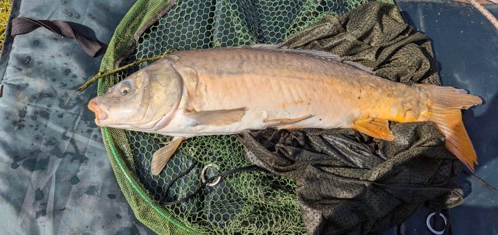 Mirror_Carp_Ash_Ponds