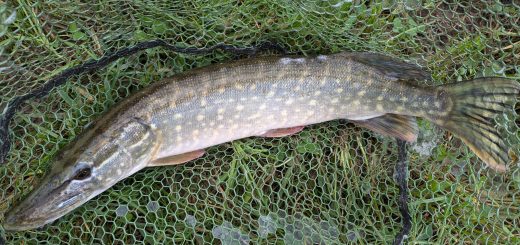 Parrett_Pike