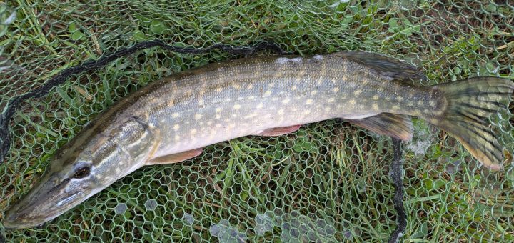 Parrett_Pike