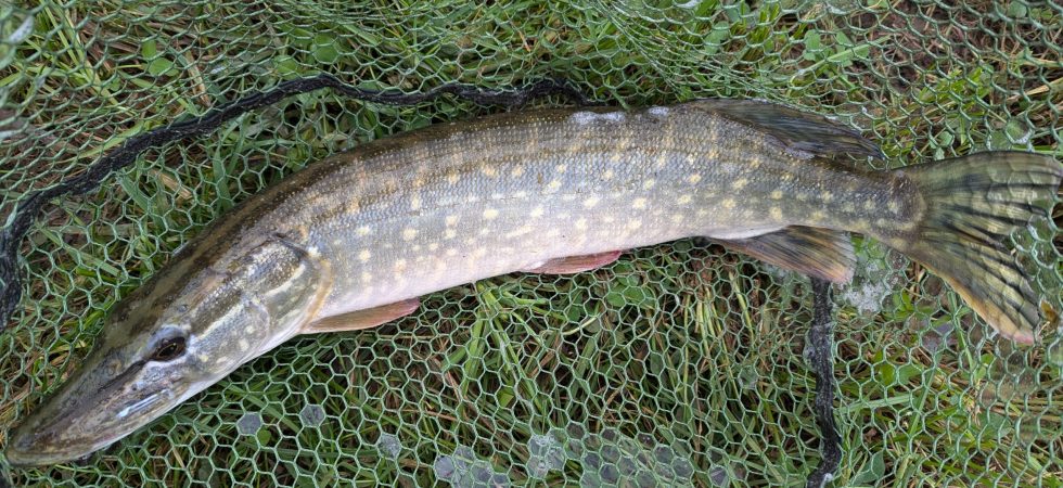 Parrett_Pike